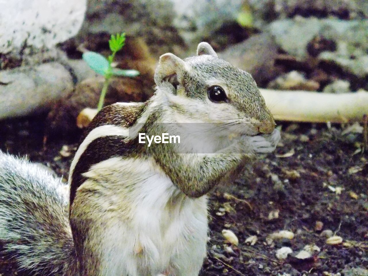 SIDE VIEW OF SQUIRREL ON ROCK