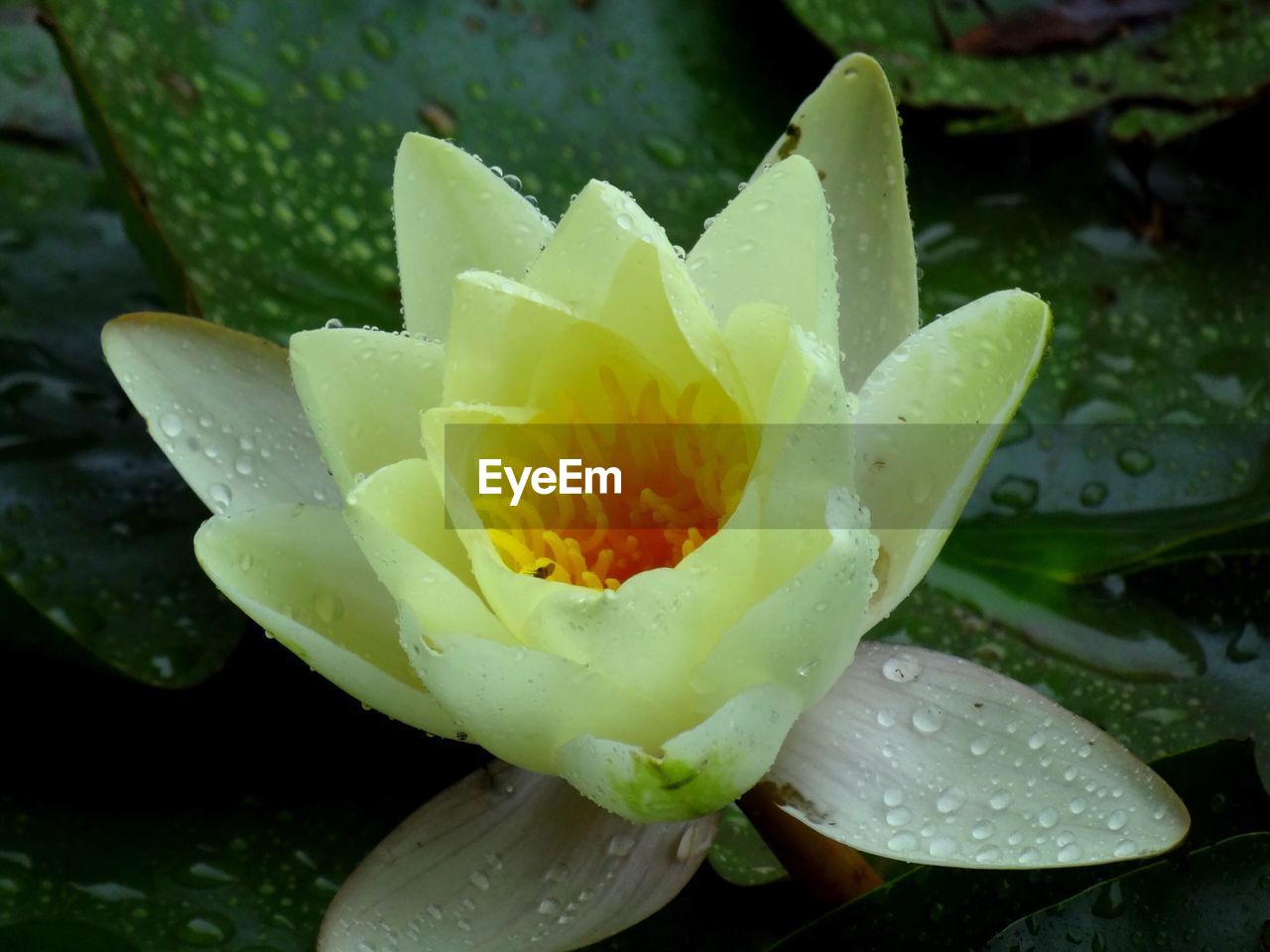 Close-up of water lily blooming in garden