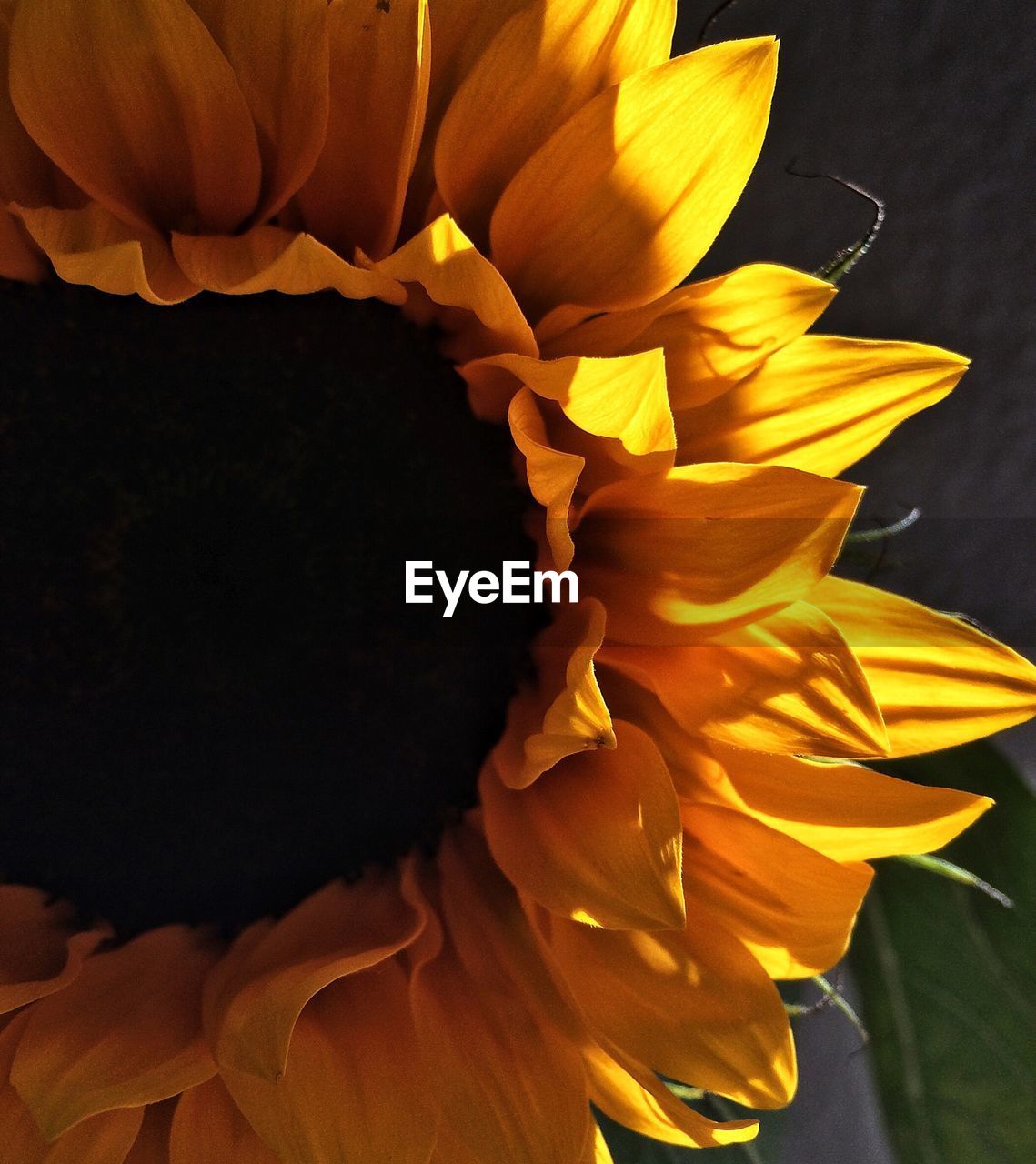 Close-up of sunflower growing on field
