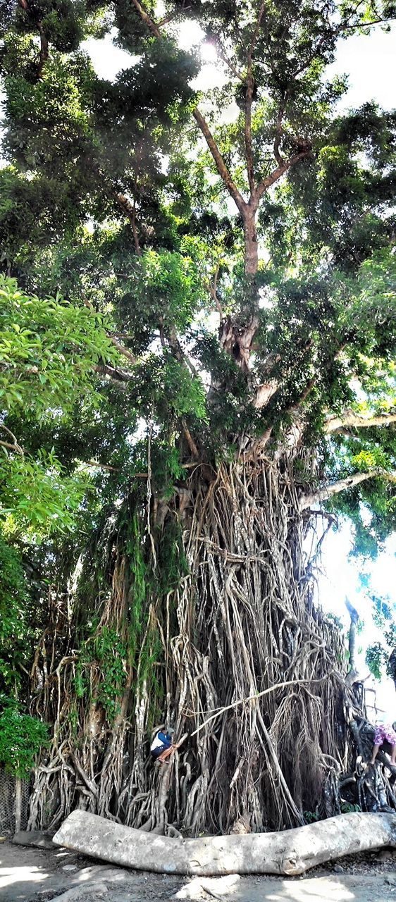 Balete tree growing outdoors