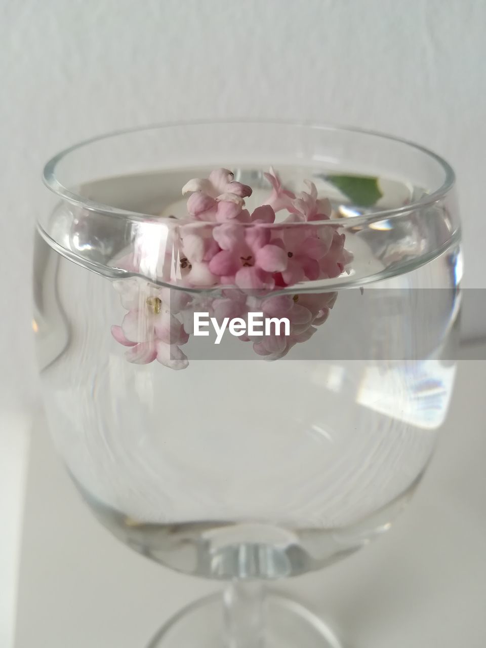 CLOSE-UP OF PINK FLOWER IN GLASS