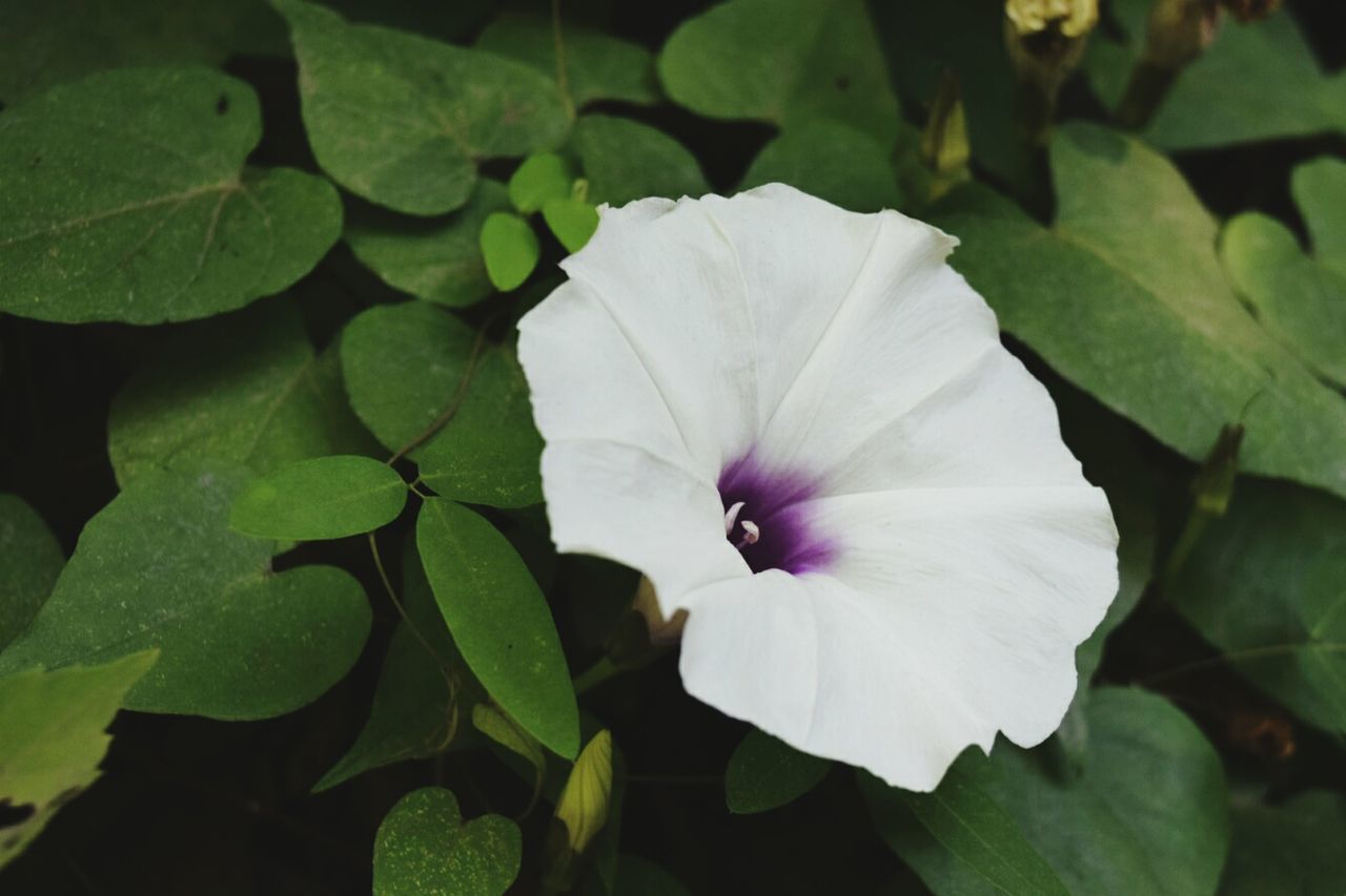 CLOSE-UP OF WHITE FLOWERS BLOOMING OUTDOORS