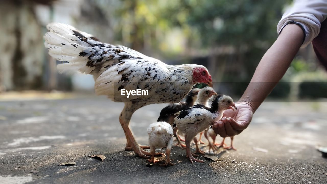 Full length of hand feeding chicken 