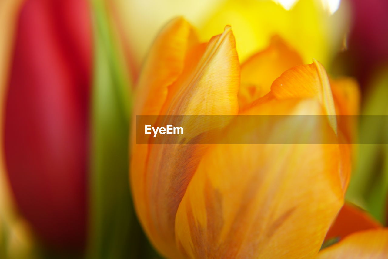 CLOSE-UP OF ORANGE FLOWER AGAINST BLURRED BACKGROUND