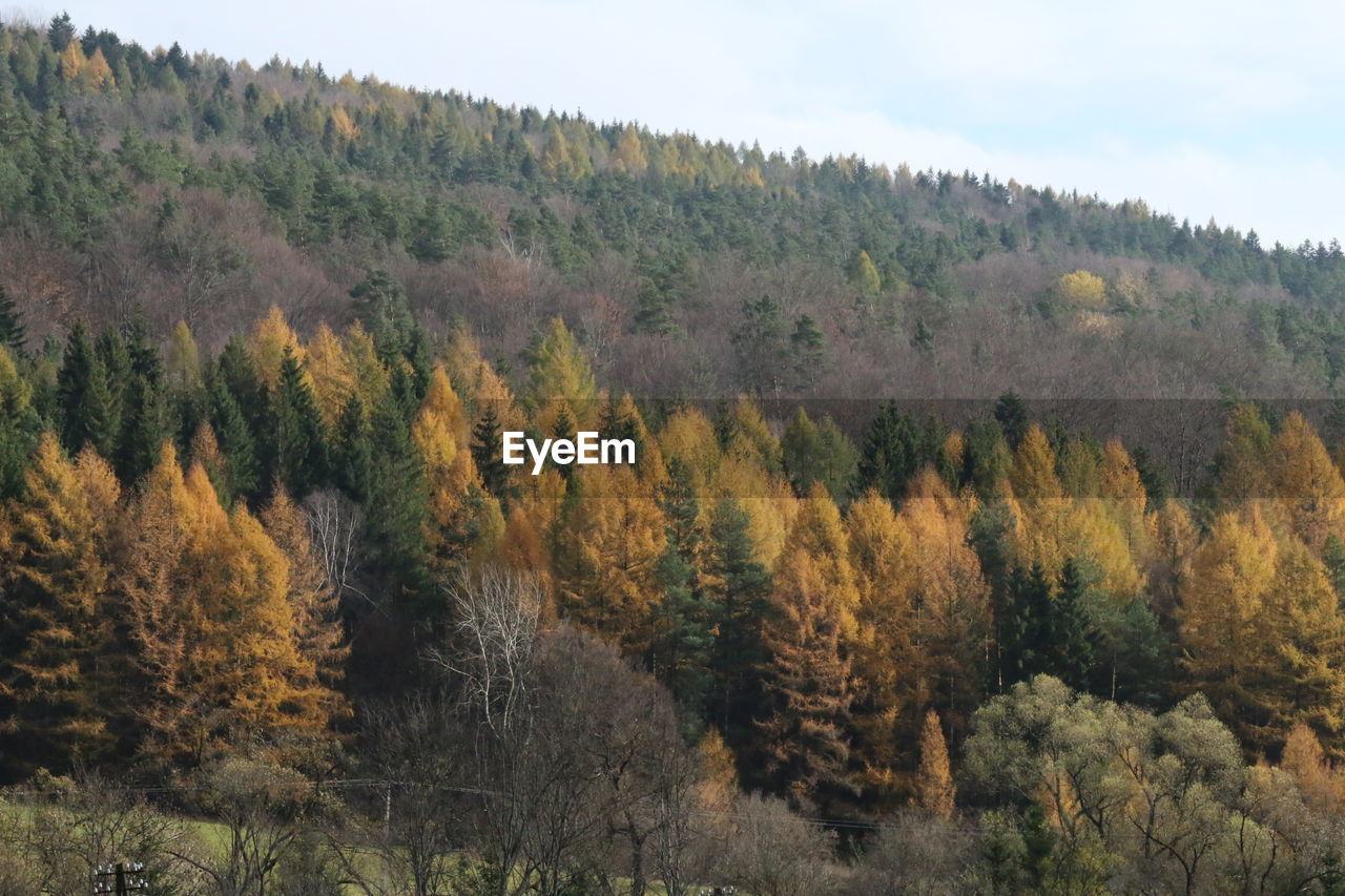 Scenic view of forest against sky during autumn