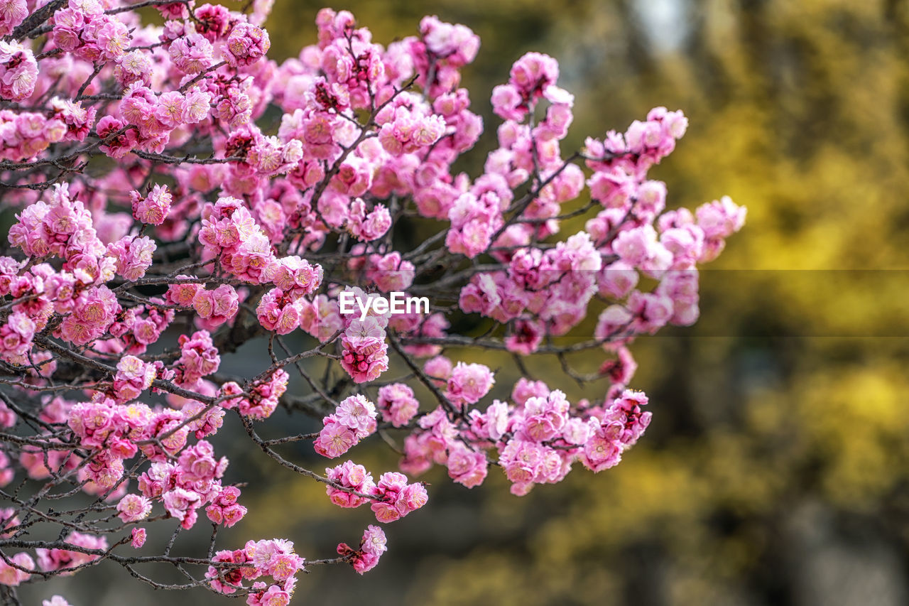 plant, flower, flowering plant, pink, beauty in nature, blossom, freshness, fragility, nature, growth, tree, springtime, branch, close-up, no people, shrub, inflorescence, botany, day, flower head, outdoors, focus on foreground, lilac, petal, spring, cherry blossom