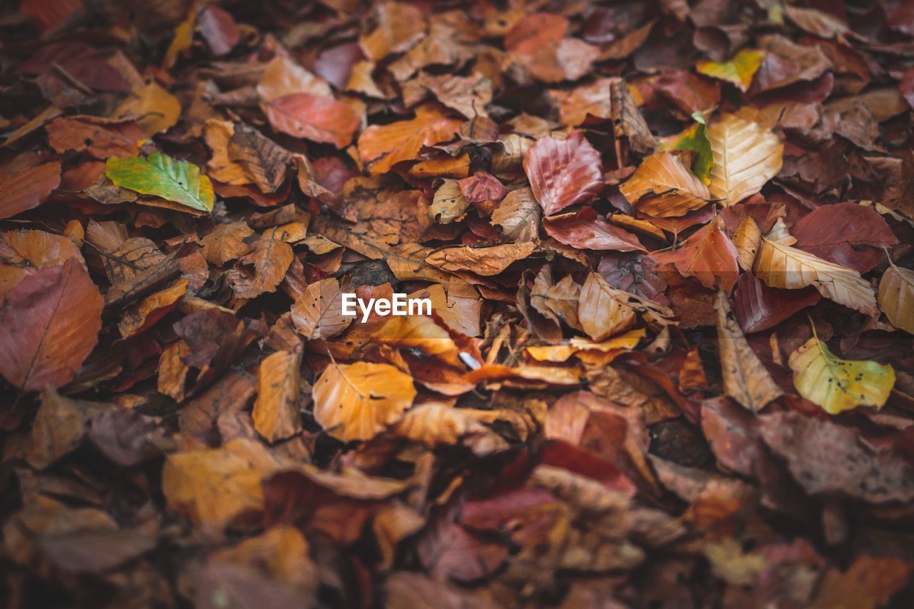 Full frame shot of fallen leaves