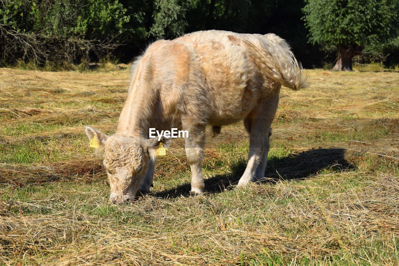 ELEPHANT IN A FIELD