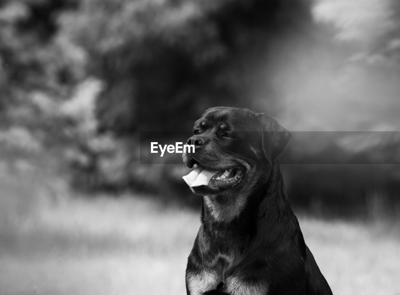 Close-up of a dog looking away