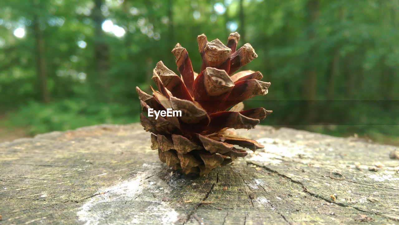 CLOSE-UP OF DRIED PLANT