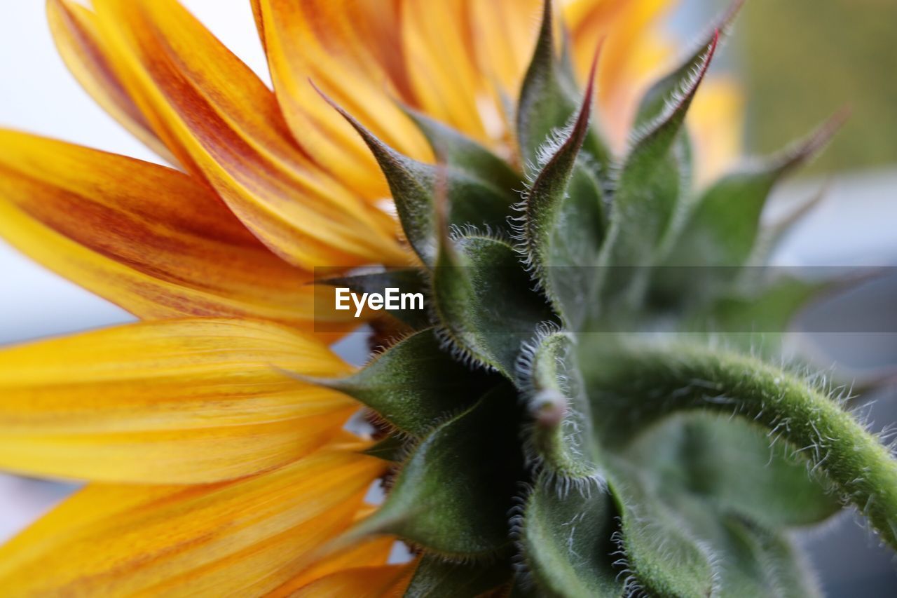 Close-up of sunflower