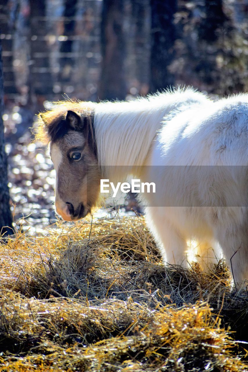 View of a horse on field