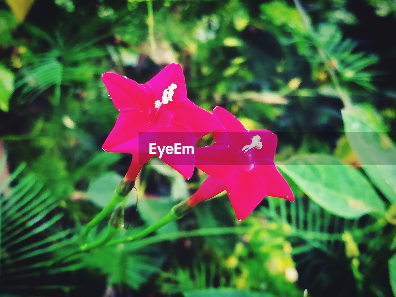 CLOSE-UP OF PINK IRIS BLOOMING OUTDOORS