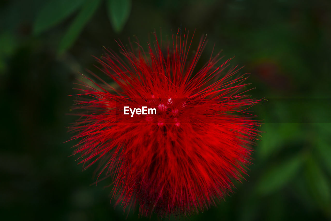 Close-up of red flower