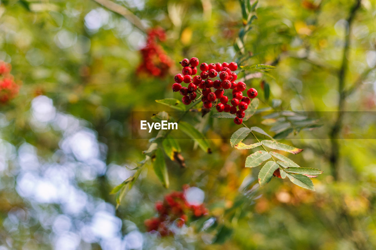 Low angle view of rowanberries growing on tree