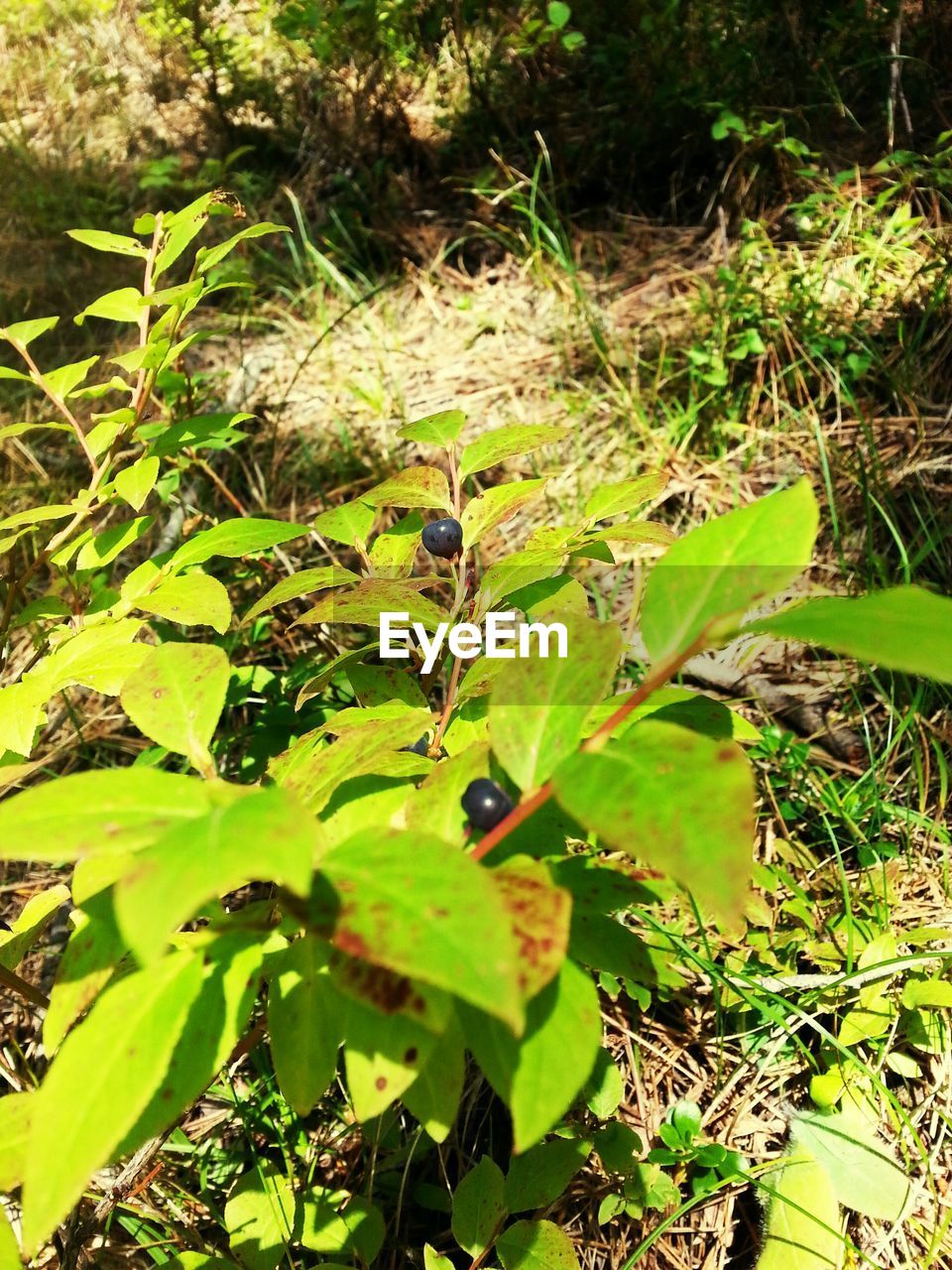 PLANTS GROWING ON GREEN LANDSCAPE