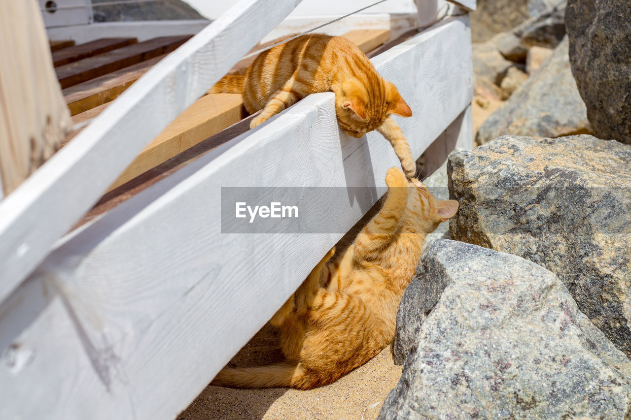 Two cats playing in summer on a beach.