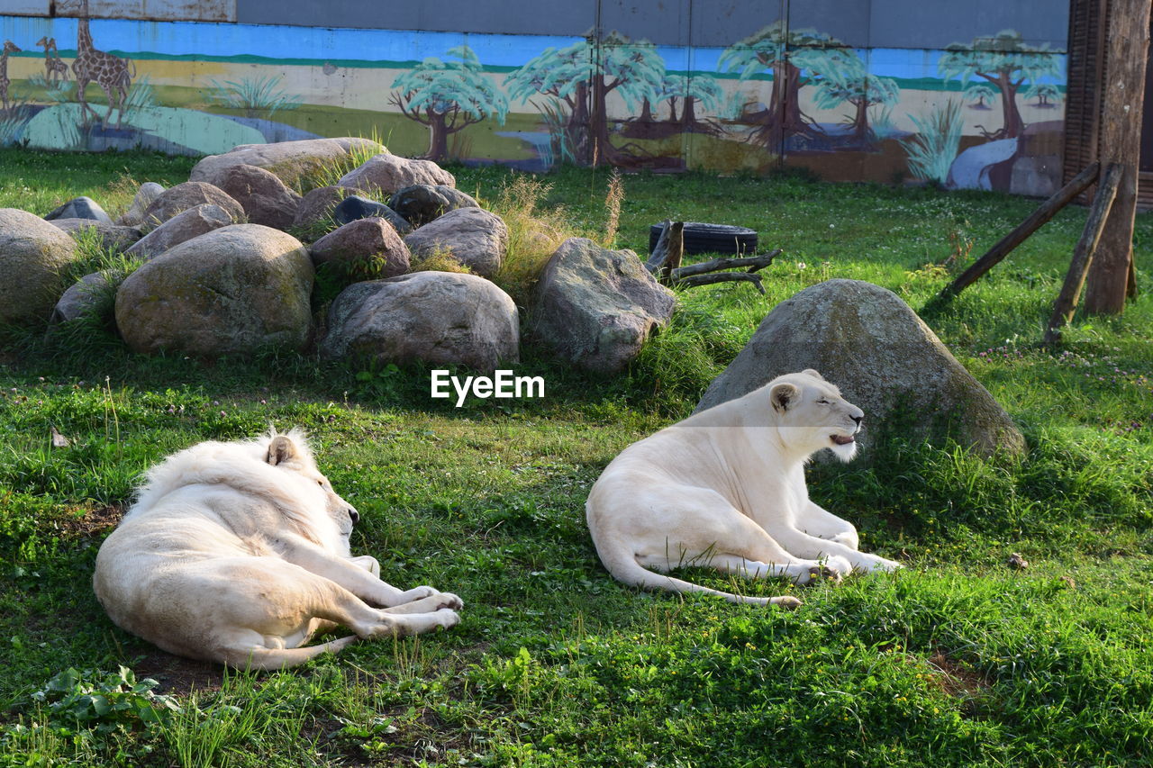 Lion relaxing on field