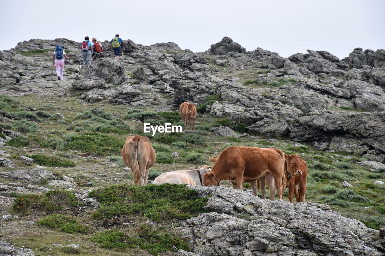 Group of people hiking among cattle grazing