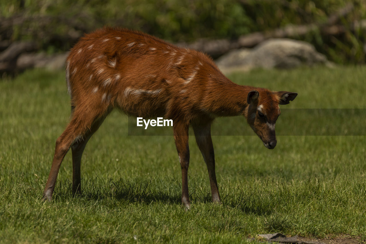 side view of deer standing on field