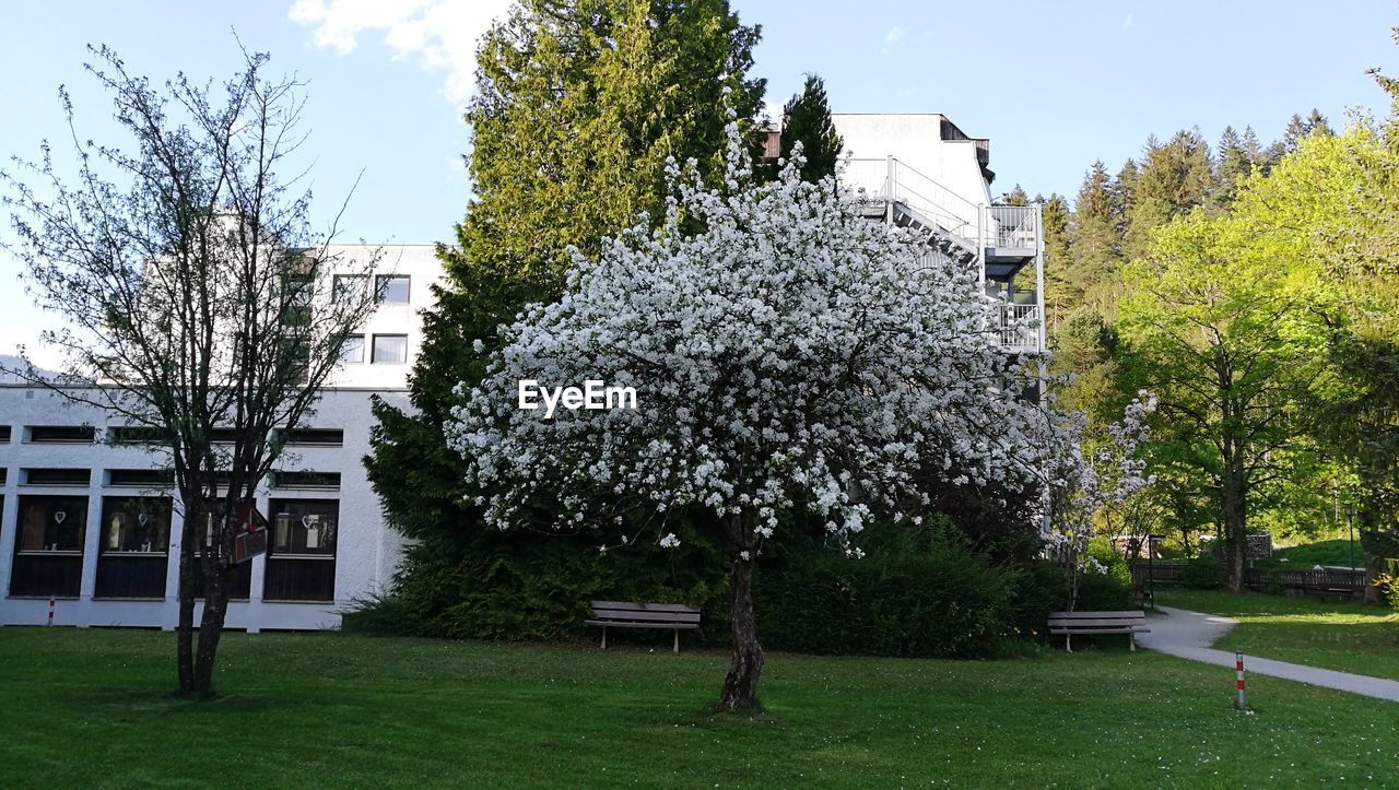 TREES AND LAWN OUTSIDE HOUSE