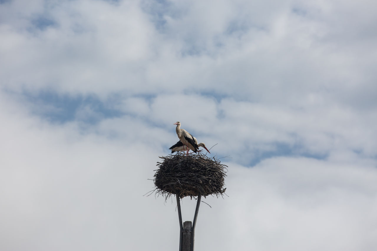 Low angle view of bird perching on nest against sky