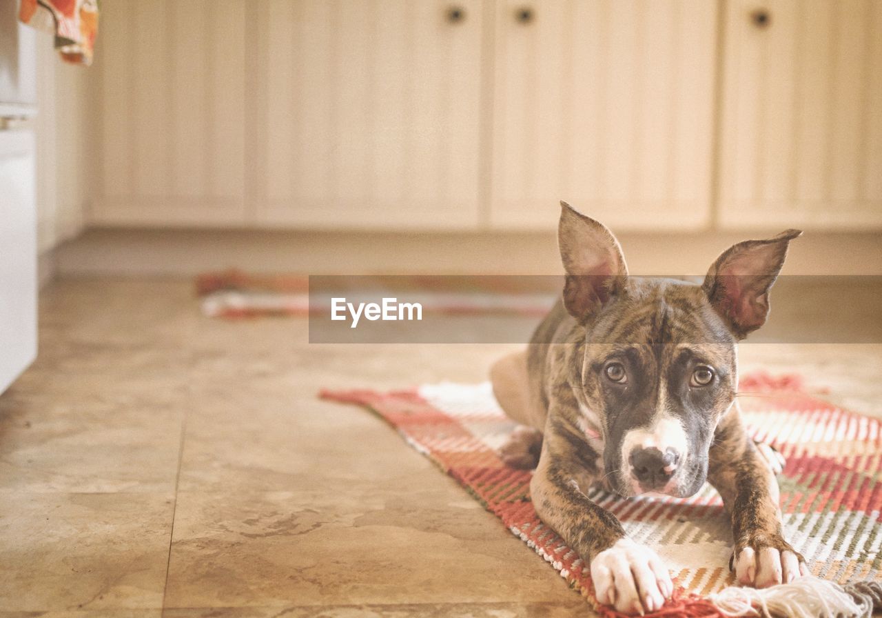 CLOSE-UP PORTRAIT OF DOG ON BLANKET