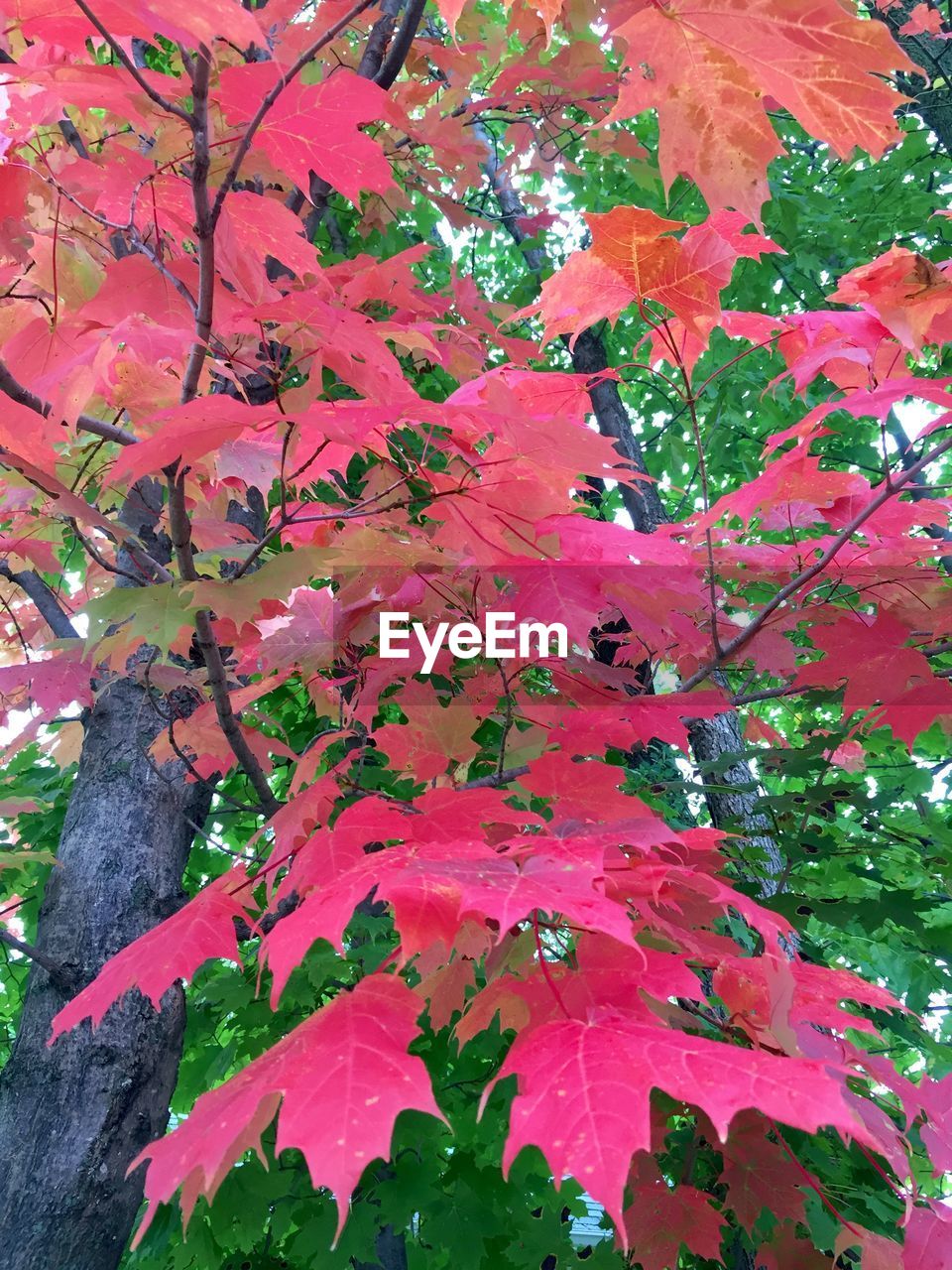 LOW ANGLE VIEW OF RED LEAVES ON TREE