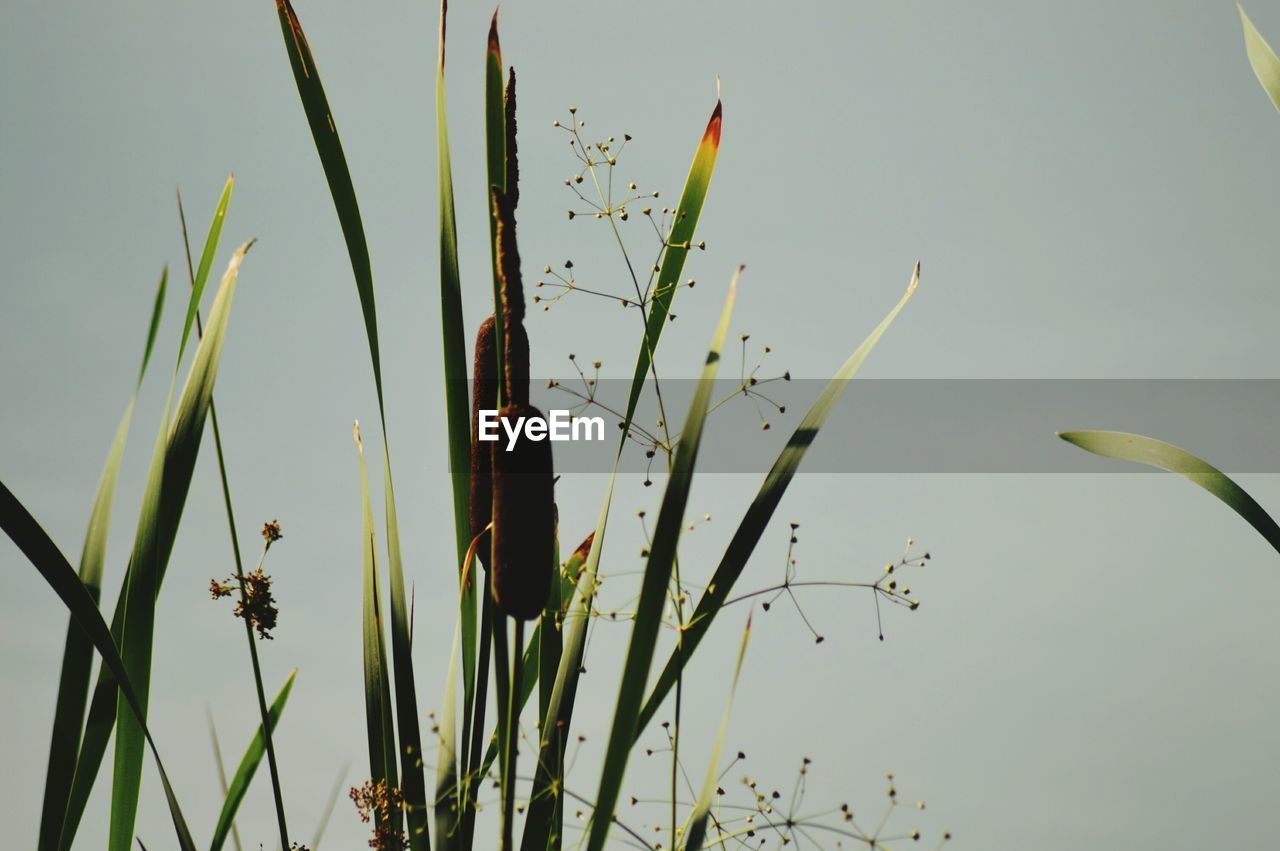 Low angle view of cattails against clear sky