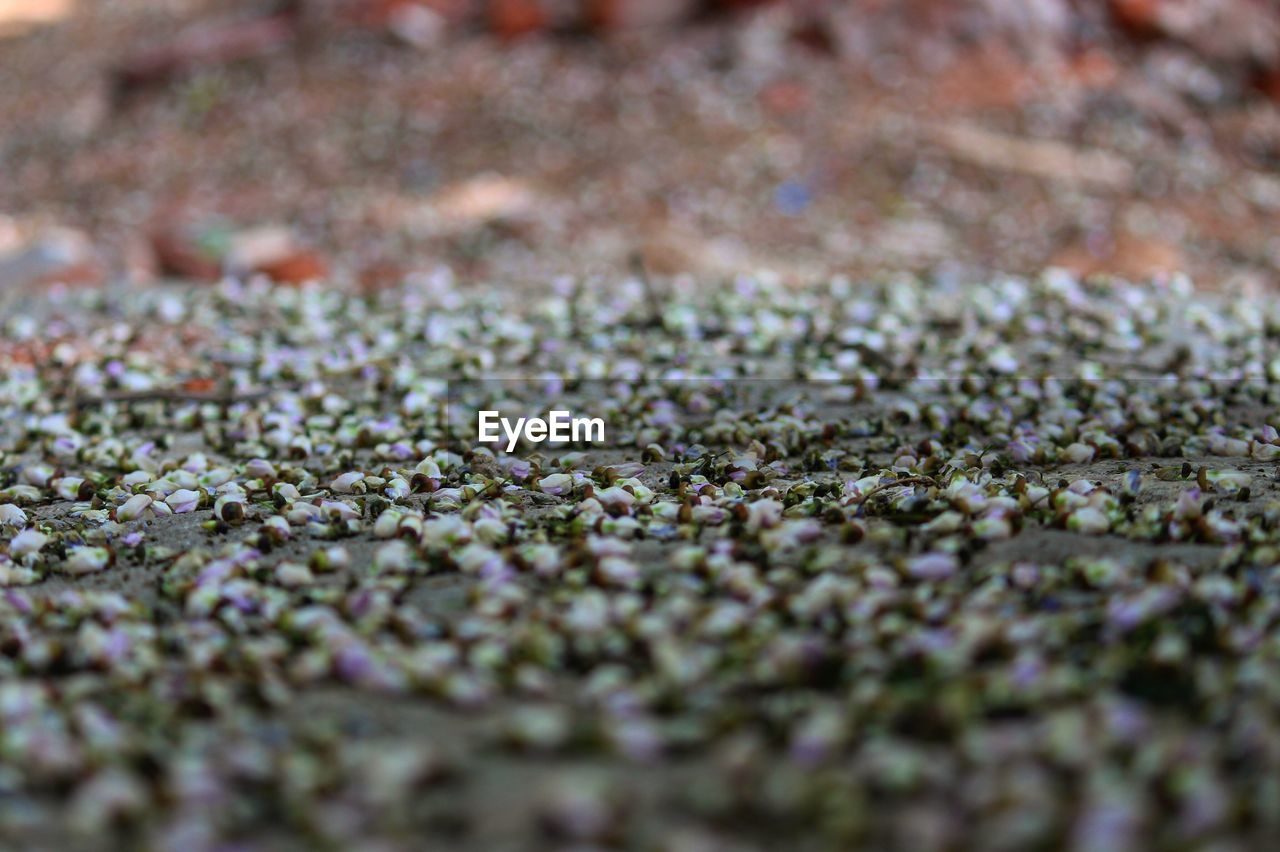 Close-up of leaves