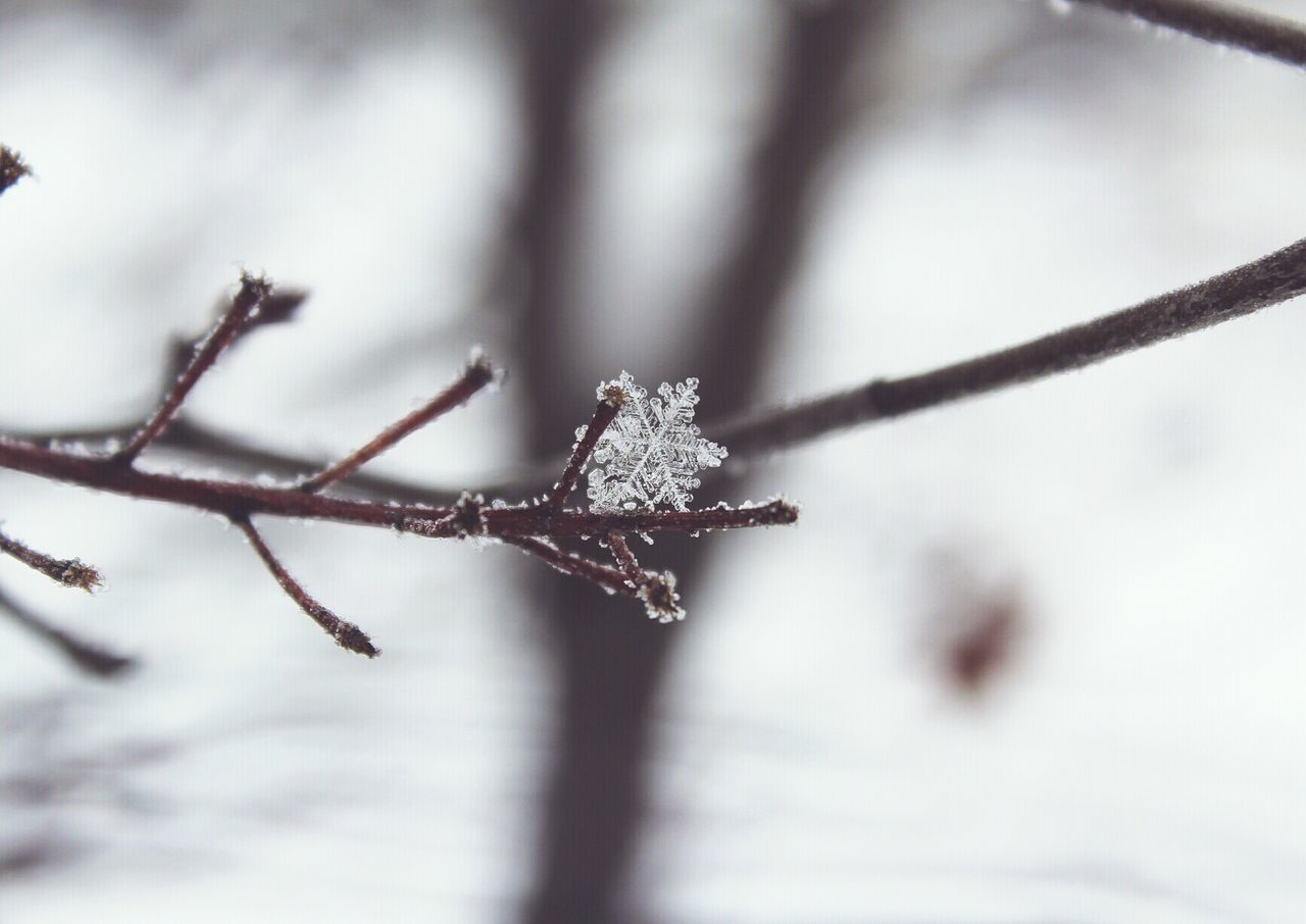 Close-up of snowflake on bare tree branch during winter