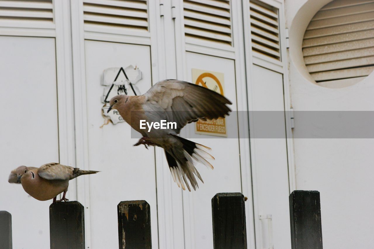 Birds against door