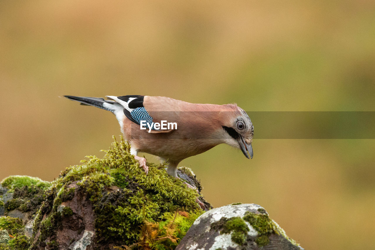 CLOSE-UP OF BIRD PERCHING ON ROCK AGAINST TREE