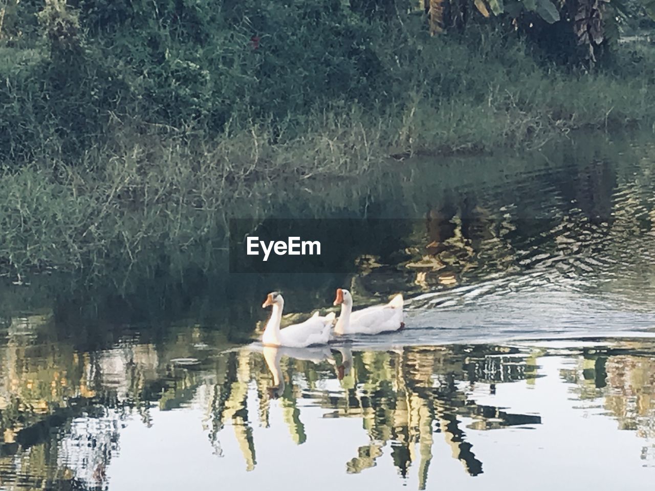 BIRDS SWIMMING IN LAKE