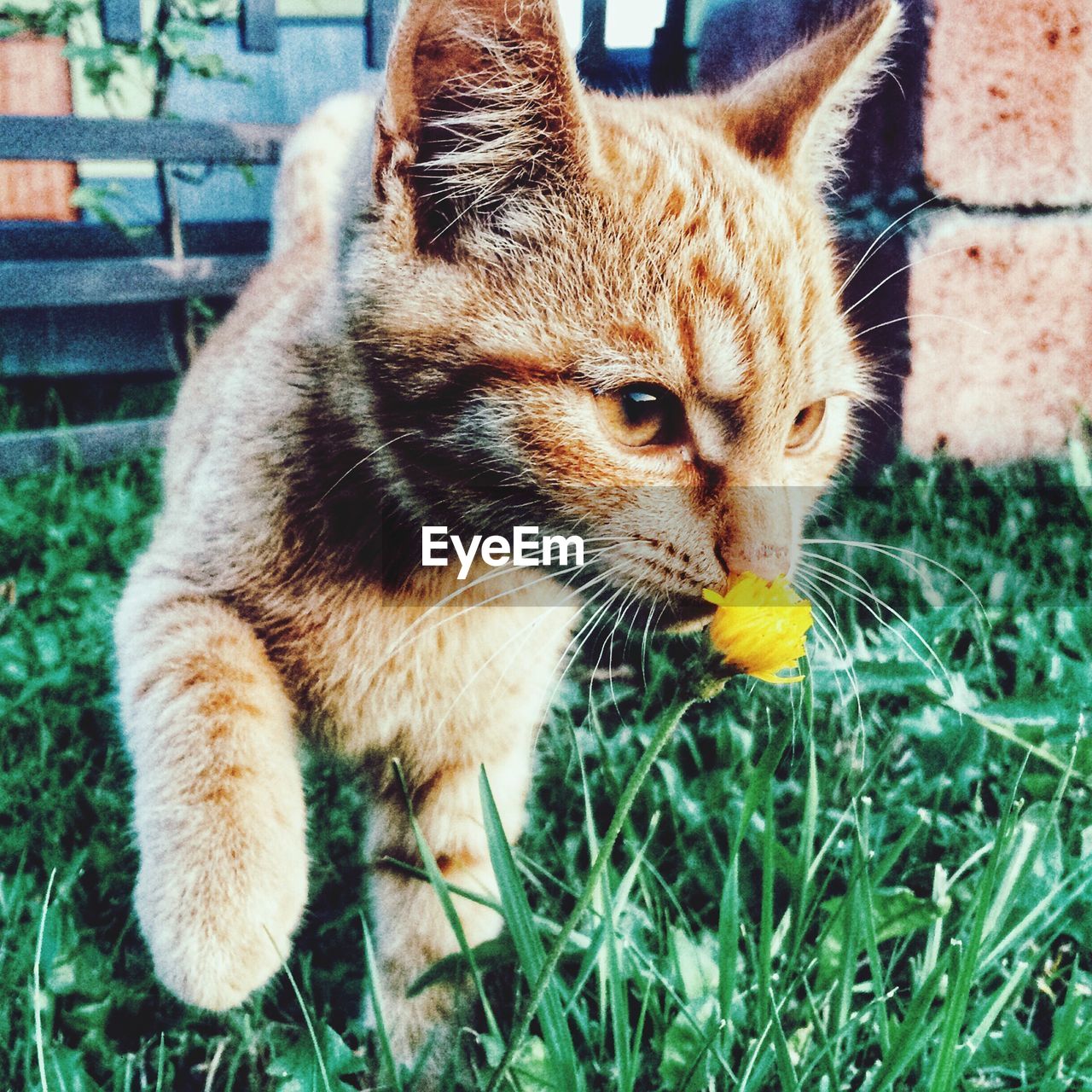 Close-up of cat sitting on field