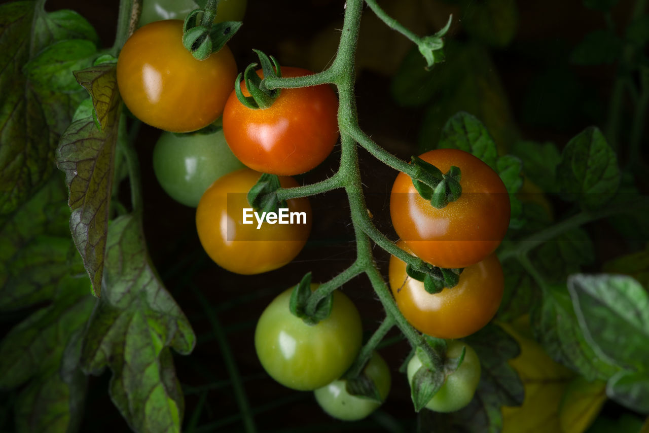 CLOSE-UP OF ORANGE FRUIT