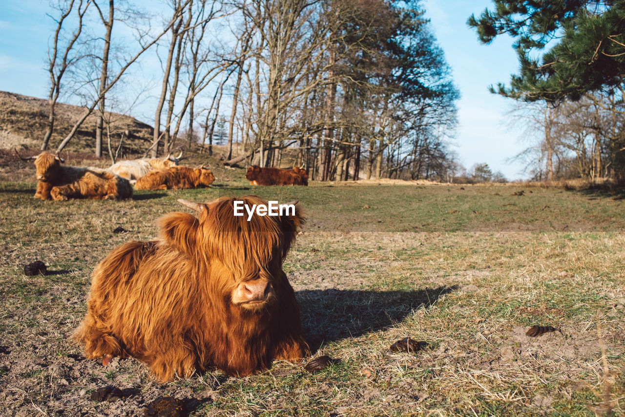 Cow in a field