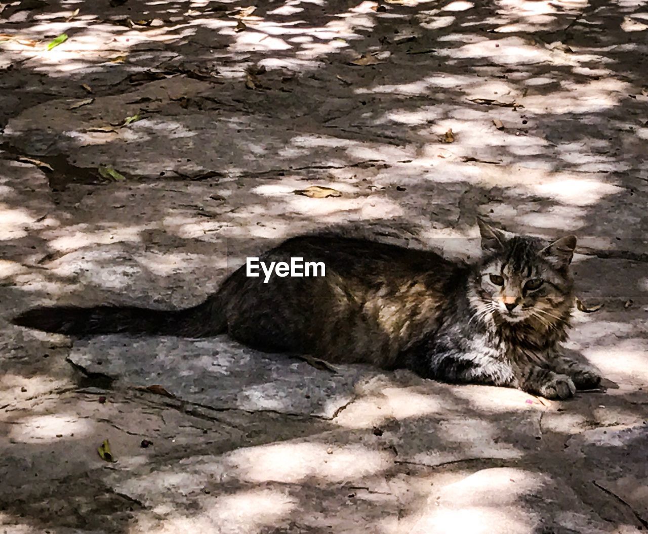 HIGH ANGLE VIEW OF CAT SITTING BY SHADOW