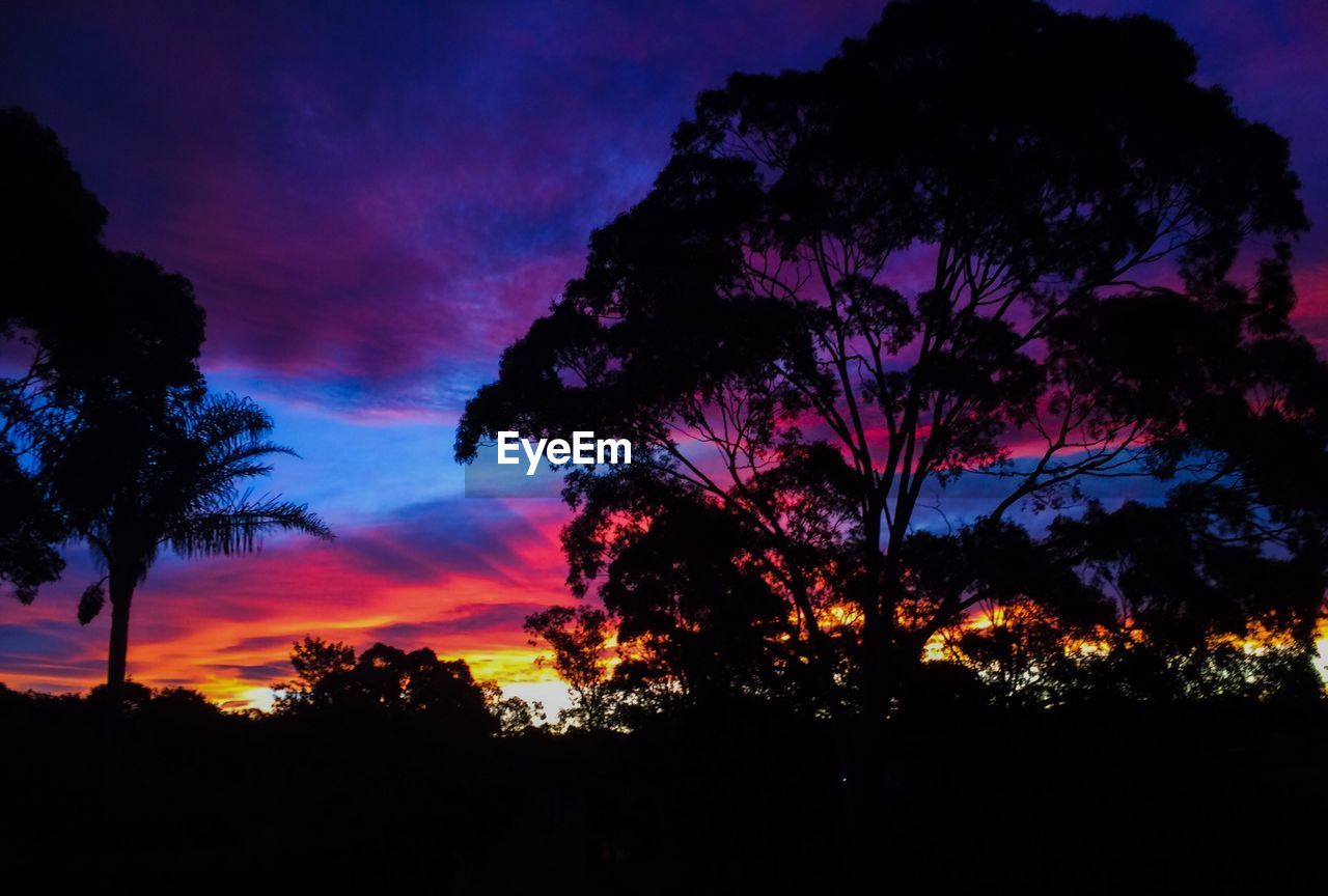 SILHOUETTE OF TREES AT SUNSET