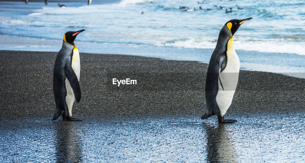 View of penguin on beach