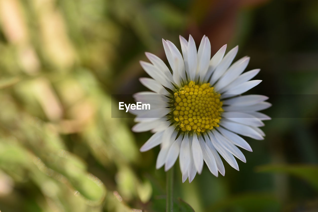 Close-up of white flower blooming outdoors