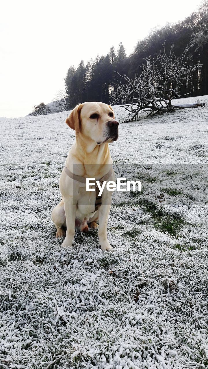 CLOSE-UP OF DOG SITTING ON GROUND