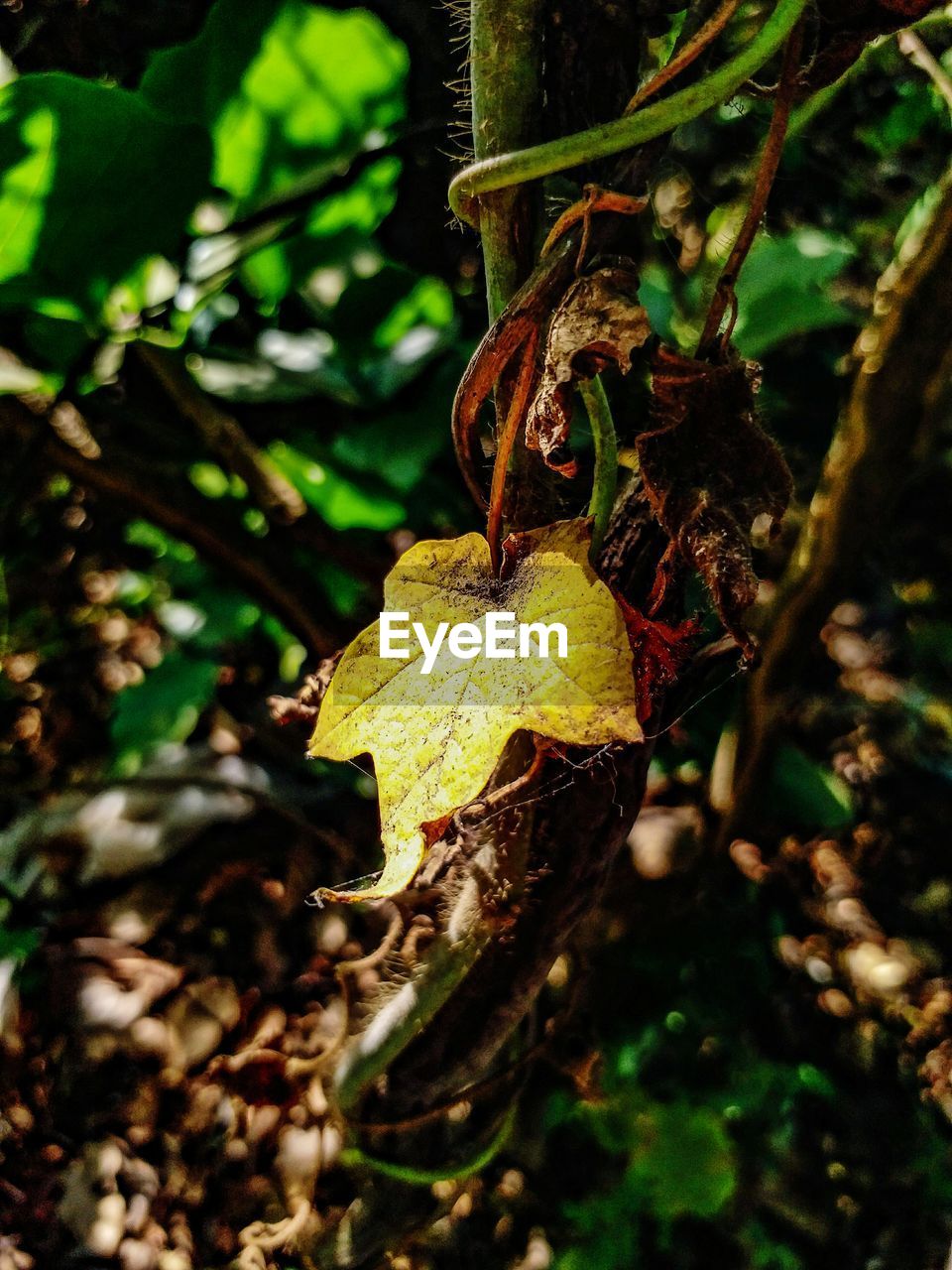 CLOSE-UP OF PLANT ON TREE TRUNK