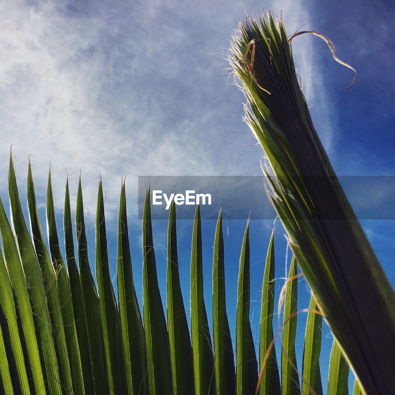 Close-up of palm leaf against sky