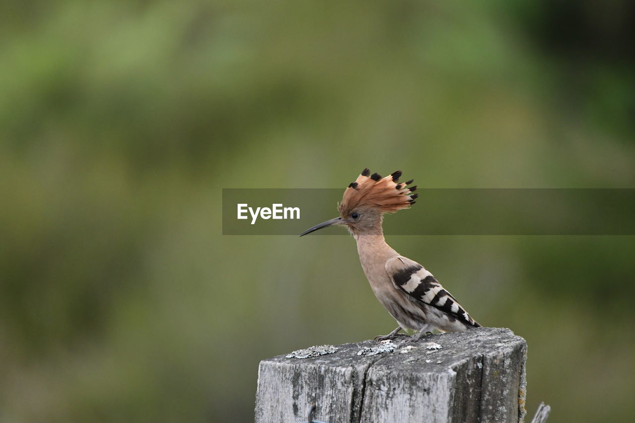 CLOSE-UP OF SPARROW PERCHING ON WOODEN POST