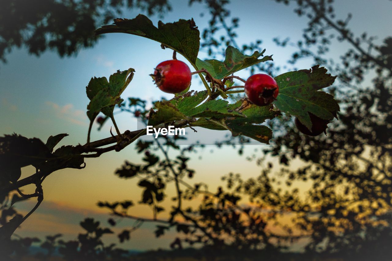 CLOSE-UP OF RED FLOWERS GROWING ON PLANT AGAINST SKY