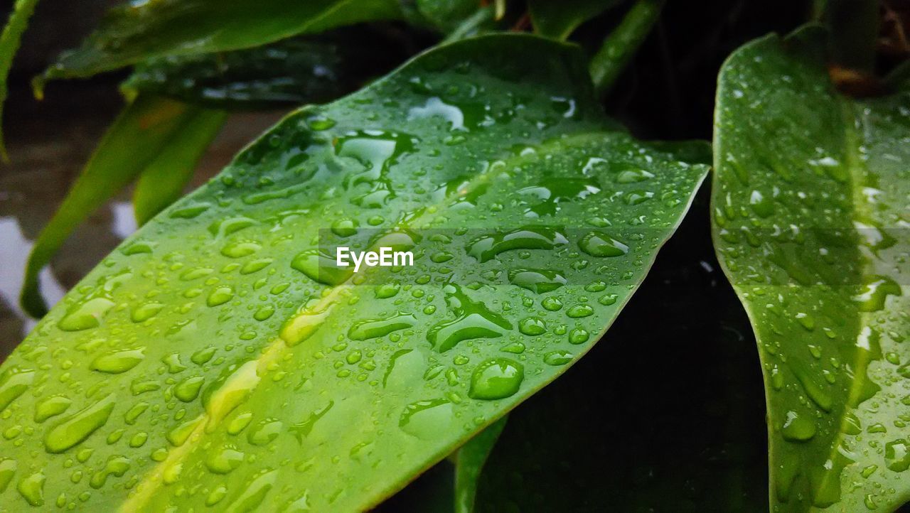 Close-up of dew drops on leaf