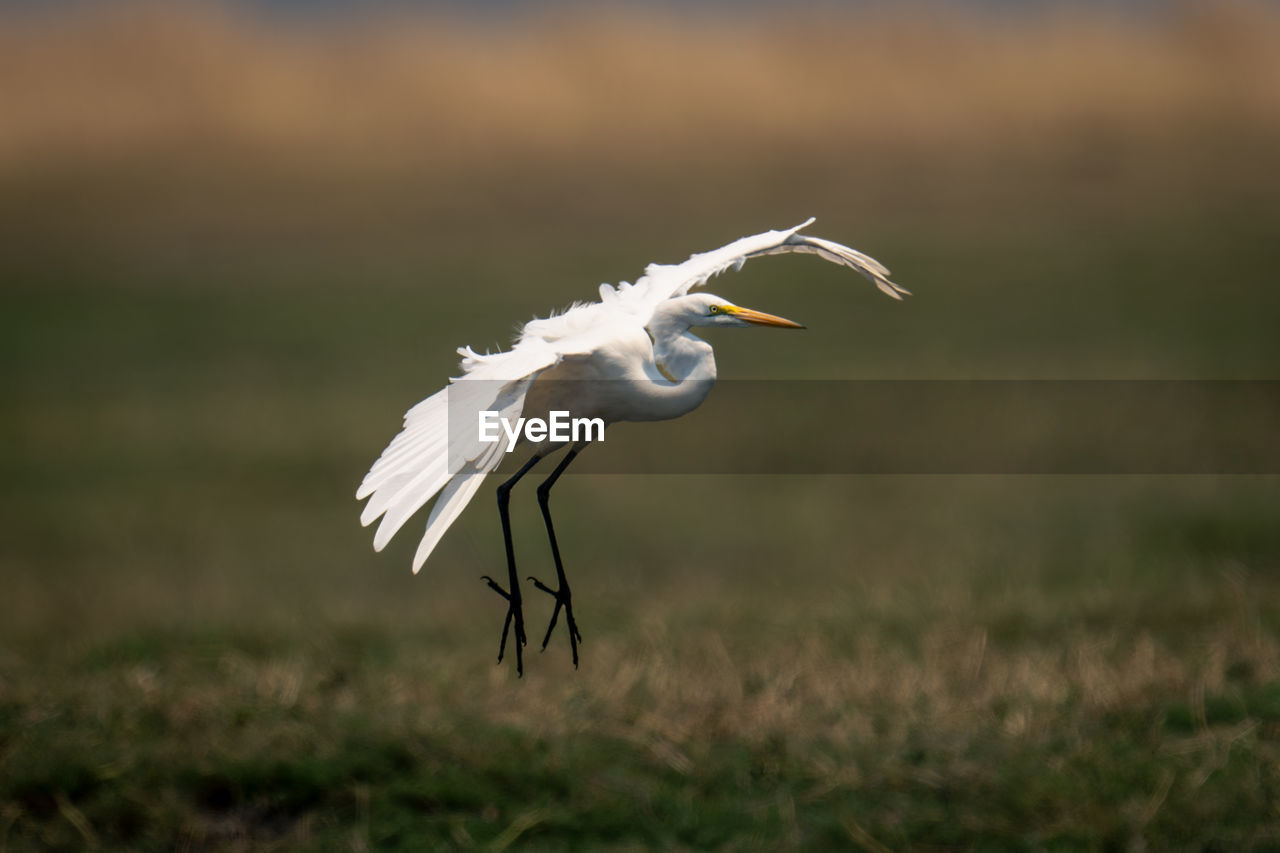 close-up of egret on field