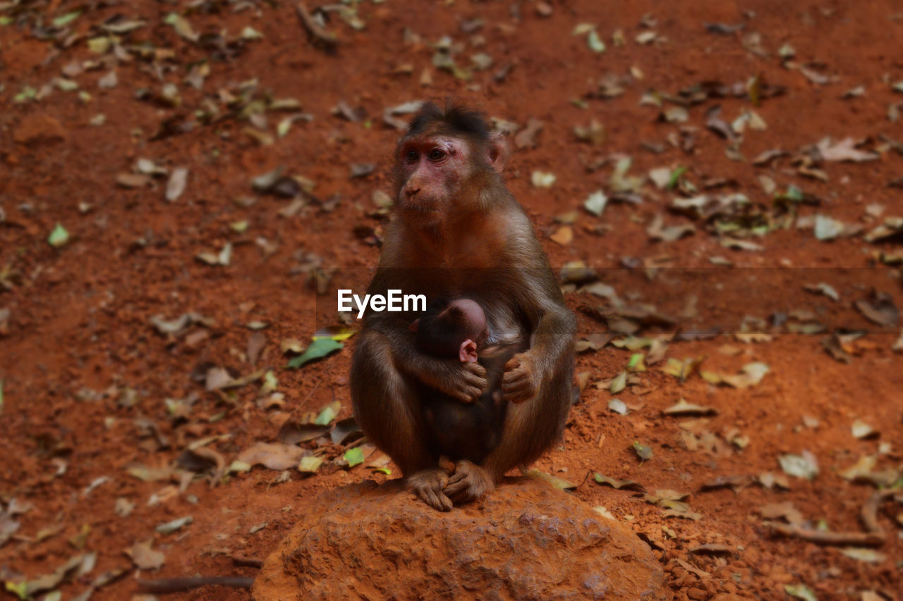 MONKEYS SITTING ON FIELD