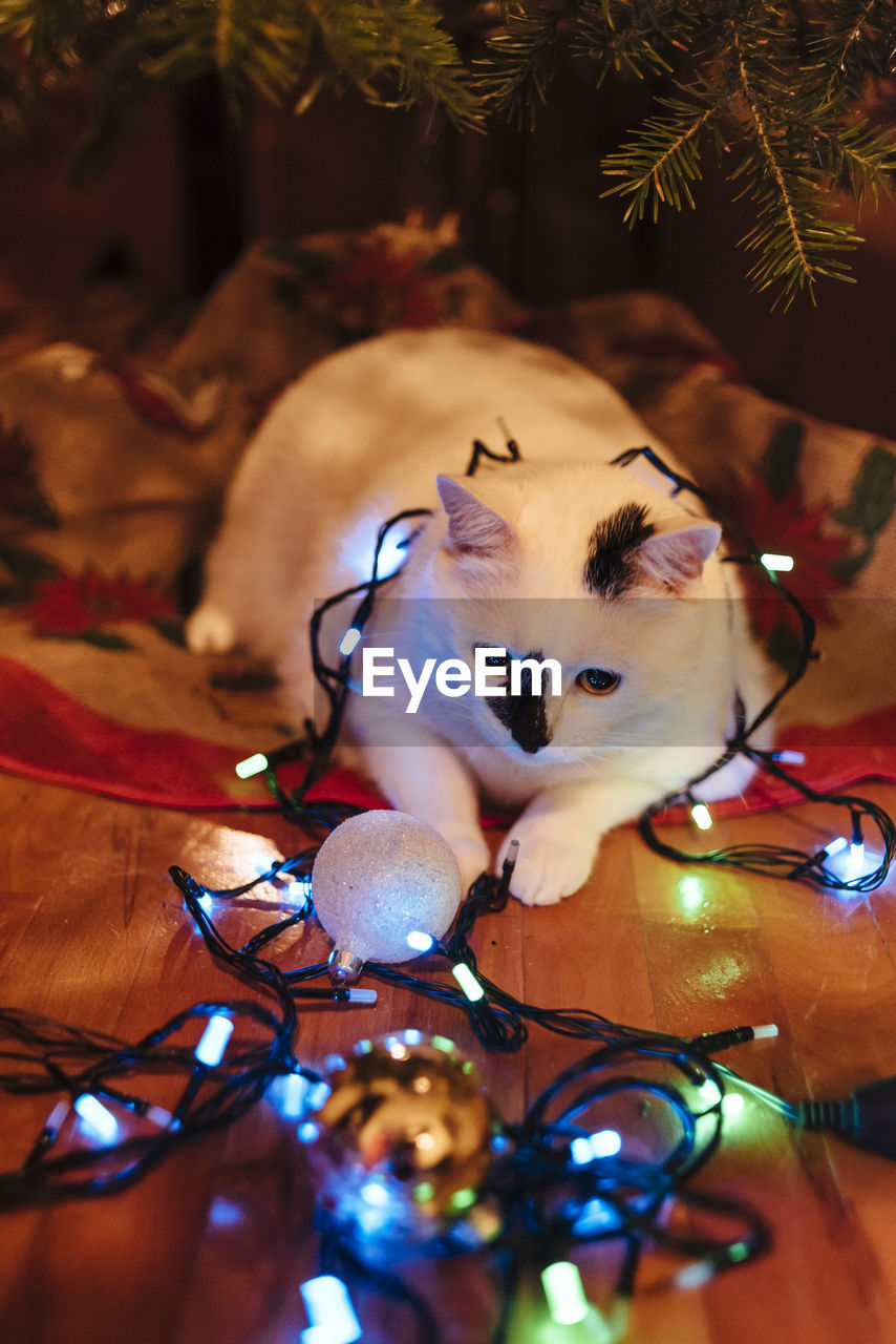 High angle view of cat with illuminated christmas lights at home